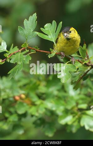 Erwachsene männliche eurasische Siskin (Carduelis spinus) in Wäldern thront. Wales, August 2020. Stockfoto