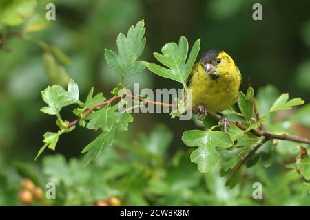 Erwachsene männliche eurasische Siskin (Carduelis spinus) in Wäldern thront. Wales, August 2020. Stockfoto