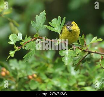 Erwachsene männliche eurasische Siskin (Carduelis spinus) in Wäldern thront. Wales, August 2020. Stockfoto