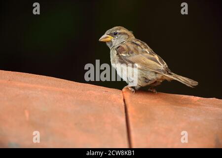 Männlicher Haussparrow (Passer domesticus) auf roten Lehmdachziegeln in städtischer Umgebung thront. August 2020. Stockfoto