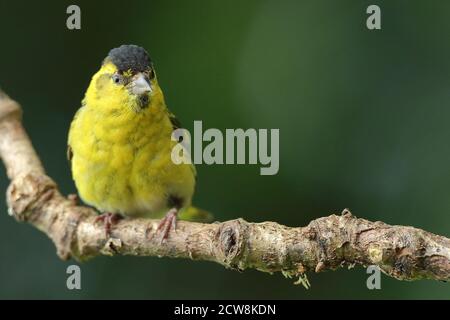 Erwachsene männliche eurasische Siskin (Carduelis spinus) in Wäldern thront. Wales, August 2020. Stockfoto