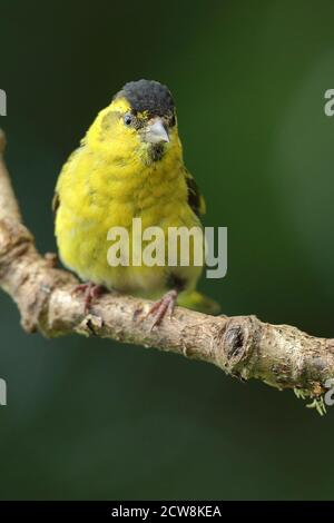 Erwachsene männliche eurasische Siskin (Carduelis spinus) in Wäldern thront. Wales, August 2020. Stockfoto