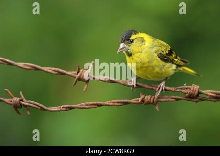 Erwachsene männliche eurasische Siskin (Carduelis spinus), die auf rostigen Stacheldrahtziegen thront. Wales, August 2020. Stockfoto