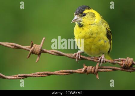 Erwachsene männliche eurasische Siskin (Carduelis spinus), die auf rostigen Stacheldrahtziegen thront. Wales, August 2020. Stockfoto