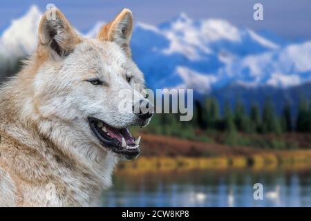 Nordwest Wolf / Mackenzie Valley Wolf (Canis lupus occidentalis) Unterart des Grauwolf aus dem westlichen Nordamerika, Kanada und Alaska Stockfoto