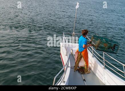 Boothbay Harbor, Maine/USA - September 14,2020: Fischer schleppen die Hummerfalle über die Hand und messen die Größe Stockfoto