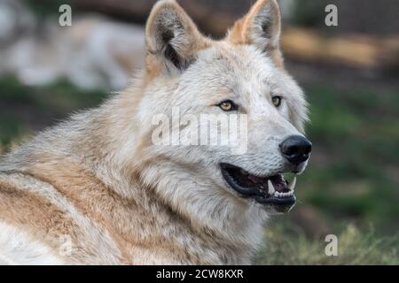 Nordwest Wolf / Mackenzie Valley Wolf (Canis lupus occidentalis) Unterart des Grauwolf aus dem westlichen Nordamerika, Kanada und Alaska Stockfoto