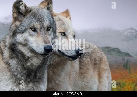 Zwei nordwestliche Wölfe / Mackenzie Valley Wölfe (Canis lupus occidentalis) Unterart von Grauwolf aus Nordamerika, Kanada und Alaska Stockfoto