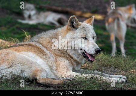 Nordwestliche Wölfe / Mackenzie Valley Wolf (Canis lupus occidentalis) Rudel ruht im Wald, heimisch im westlichen Nordamerika, Kanada und Alaska Stockfoto