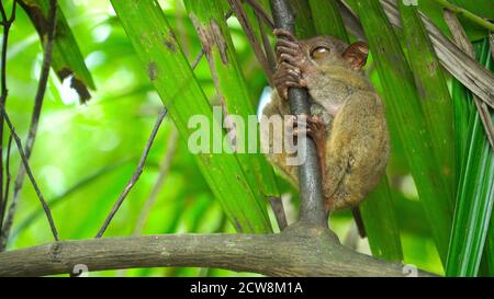 Tarsier sitzt auf einem Ast mit grünen Blättern. Der kleinste Primat der Welt bei Bohol auf den Philippinen. Stockfoto