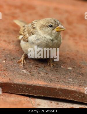 Weiblicher Haussparrow (Passer domesticus) auf Lehmdachziegeln. Aufgenommen Im August 2020. Stockfoto