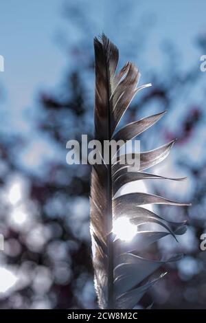 Nahaufnahme von Feder mit durchscheinender Sonne Stockfoto