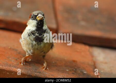 Männlicher Haussparrow (Passer domesticus) auf roten Lehmdachziegeln in städtischer Umgebung thront. August 2020.