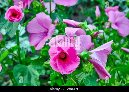 Ausdrucksstarke Formen von zartem Pink Bindweed im Garten in Weiches Abendlicht Stockfoto