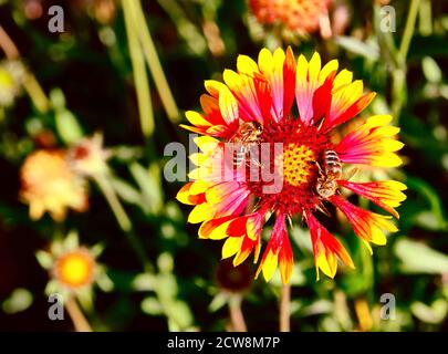 Honigbienen sammeln Nektar auf einer hellen ausdrucksstarken Gaillardia Blume An einem sonnigen Tag Stockfoto