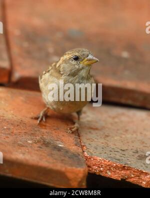 Weiblicher Haussparrow (Passer domesticus) auf Lehmdachziegeln. Aufgenommen Im August 2020. Stockfoto