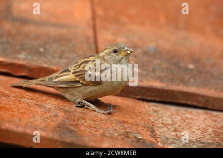 Weiblicher Haussparrow (Passer domesticus) auf Lehmdachziegeln. Aufgenommen Im August 2020.