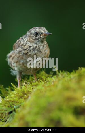 Erwachsene Dunnock oder Hedgesparrow ( Prunella modularis ) im walisischen Wald bei Llanidloes, aufgenommen im Sommer 2020. Stockfoto