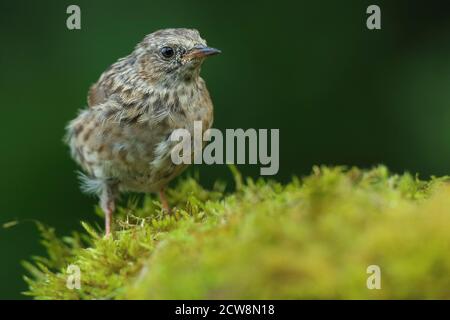 Erwachsene Dunnock oder Hedgesparrow ( Prunella modularis ) im walisischen Wald bei Llanidloes, aufgenommen im Sommer 2020. Stockfoto