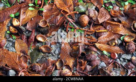 Kastanien unter einem Baum im Herbst Stockfoto