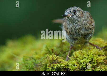 Erwachsene Dunnock oder Hedgesparrow ( Prunella modularis ) im walisischen Wald bei Llanidloes, aufgenommen im Sommer 2020. Stockfoto