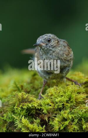Erwachsene Dunnock oder Hedgesparrow ( Prunella modularis ) im walisischen Wald bei Llanidloes, aufgenommen im Sommer 2020. Stockfoto