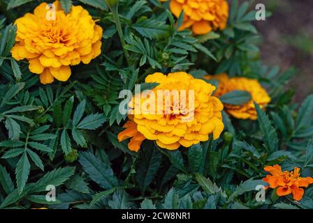 Ringelblumen orange Blumen im Garten Blumenbeet Stockfoto