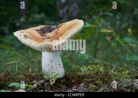 Der ungenießbare Pilz Russula subfoetens im Birkenwald. Wildpilz mit gelber Kappe und weißem Stamm, der im Moos wächst. Stockfoto