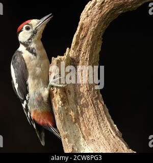 Portrait des Junglichen Buntspechts ( Dendrocopos major ) mit markanten roten Markierungen im walisischen Wald, Sommer 2020. Stockfoto