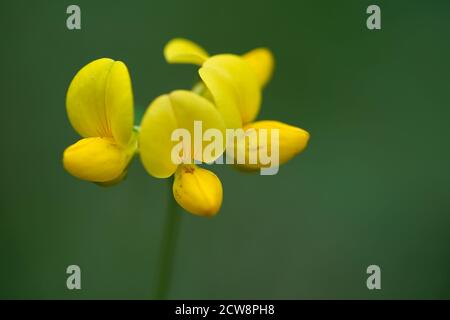 Nahaufnahme der Pflanze Lotus corniculatus. Bekannt als gewöhnlicher Vogel-Fuß-Trefoil, Eier und Speck oder gemahlenes Geißblatt. Gelbe Blume auf grünem Hintergrund. Stockfoto