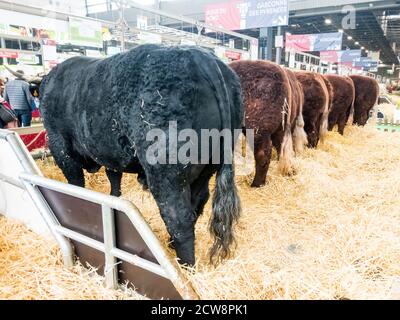 PARIS, FRANKREICH - MÄRZ CIRCA, 2020. Salers Kühe stehen auf Stroh beim internationalen Landwirtschaftstreffen in Paris und warten auf den Wettbewerb Stockfoto