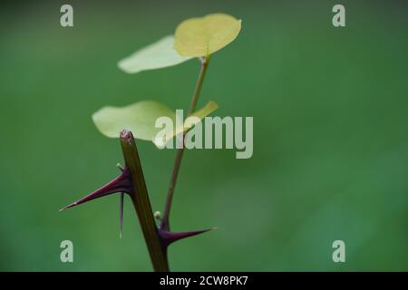 Detail einer Robinia pseudoacacia Dornen. Bekannt als Falsche Akazie oder Schwarze Heuschrecke. Junger Baum mit Blättern und Dornen auf grünem Hintergrund. Stockfoto