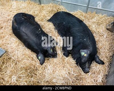 Paar schlafende Schweine. Zwei junge Schweine schlafen in einem Schweinestall süß auf einer Strohmatte. Schweinezucht. Stockfoto