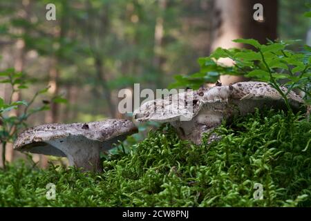 Essbarer Pilz Sarcodon imbricatus im Fichtenwald. Bekannt als Schingeligel. Zwei Wildpilze wachsen im Moos, Wald im Hintergrund. Stockfoto