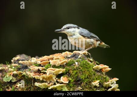 Eurasian Nuthatch (Sitta Europaea) Caching Nüsse auf Moos. Aufgenommen Im August 2020. Stockfoto