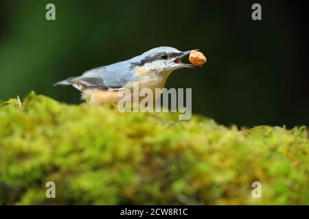 Eurasian Nuthatch (Sitta Europaea) Caching Nüsse auf Moos. Aufgenommen Im August 2020. Stockfoto