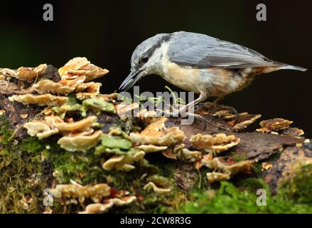 Eurasian Nuthatch (Sitta Europaea) Caching Nüsse auf Moos. Aufgenommen Im August 2020. Stockfoto