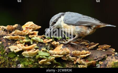 Eurasian Nuthatch (Sitta Europaea) Caching Nüsse auf Moos. Aufgenommen Im August 2020. Stockfoto