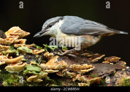 Eurasian Nuthatch (Sitta Europaea) Caching Nüsse auf Moos. Aufgenommen Im August 2020. Stockfoto