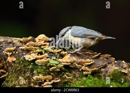 Eurasian Nuthatch (Sitta Europaea) Caching Nüsse auf Moos. Aufgenommen Im August 2020. Stockfoto