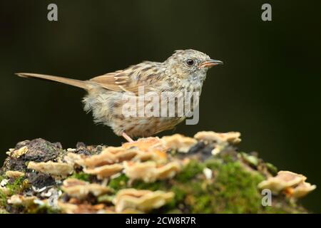 Dunnock oder Hedgesparrow ( Prunella modularis ) thront, aufgenommen in Wales 2020. Stockfoto