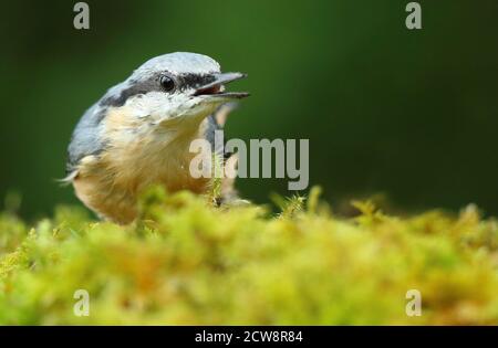 Eurasian Nuthatch (Sitta Europaea) Caching Nüsse auf Moos. Aufgenommen Im August 2020. Stockfoto