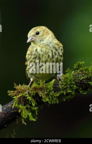 Juvenile eurasische Zeisige (Carduelis Spinus) mit unreiferem Gefieder. Wales, August 2020. Stockfoto