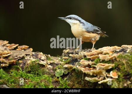 Eurasian Nuthatch (Sitta Europaea) Caching Nüsse auf Moos. Aufgenommen Im August 2020. Stockfoto