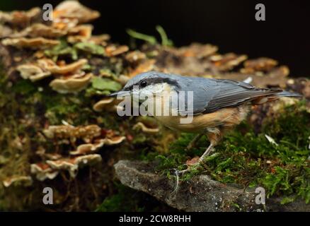 Eurasian Nuthatch (Sitta Europaea) Caching Nüsse auf Moos. Aufgenommen Im August 2020. Stockfoto