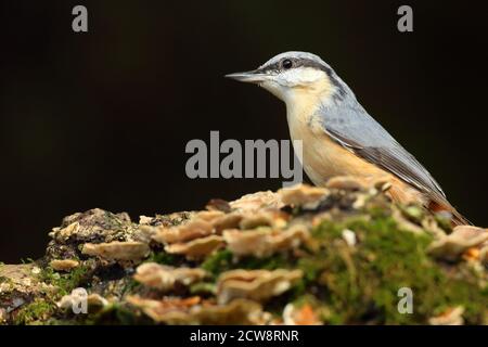 Eurasian Nuthatch (Sitta Europaea) Caching Nüsse auf Moos. Aufgenommen Im August 2020. Stockfoto