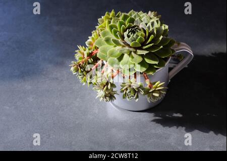 Selbstgewachsene Sukulente in der сup auf grauem Hintergrund mit natürlichem Sonnenlicht und harten Schatten.Horizontale Ausrichtung mit Platz für Text. Stockfoto