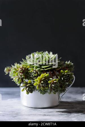Hausgemachte Sukkulente Sempervivum in der Tasse, auch bekannt als eine Steinrose. Bild mit natürlichem Licht und harten Schatten.Selektiver Fokus. Pflanzenfotografie. Stockfoto