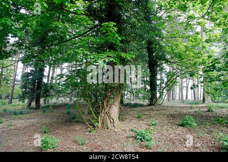 Waldcopse auf dem Gipfel von Folly Hill, Oxfordshire, England. Stockfoto