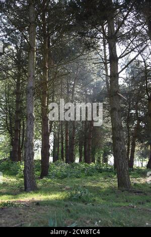 Waldcopse auf dem Gipfel von Folly Hill, Oxfordshire, England. Stockfoto